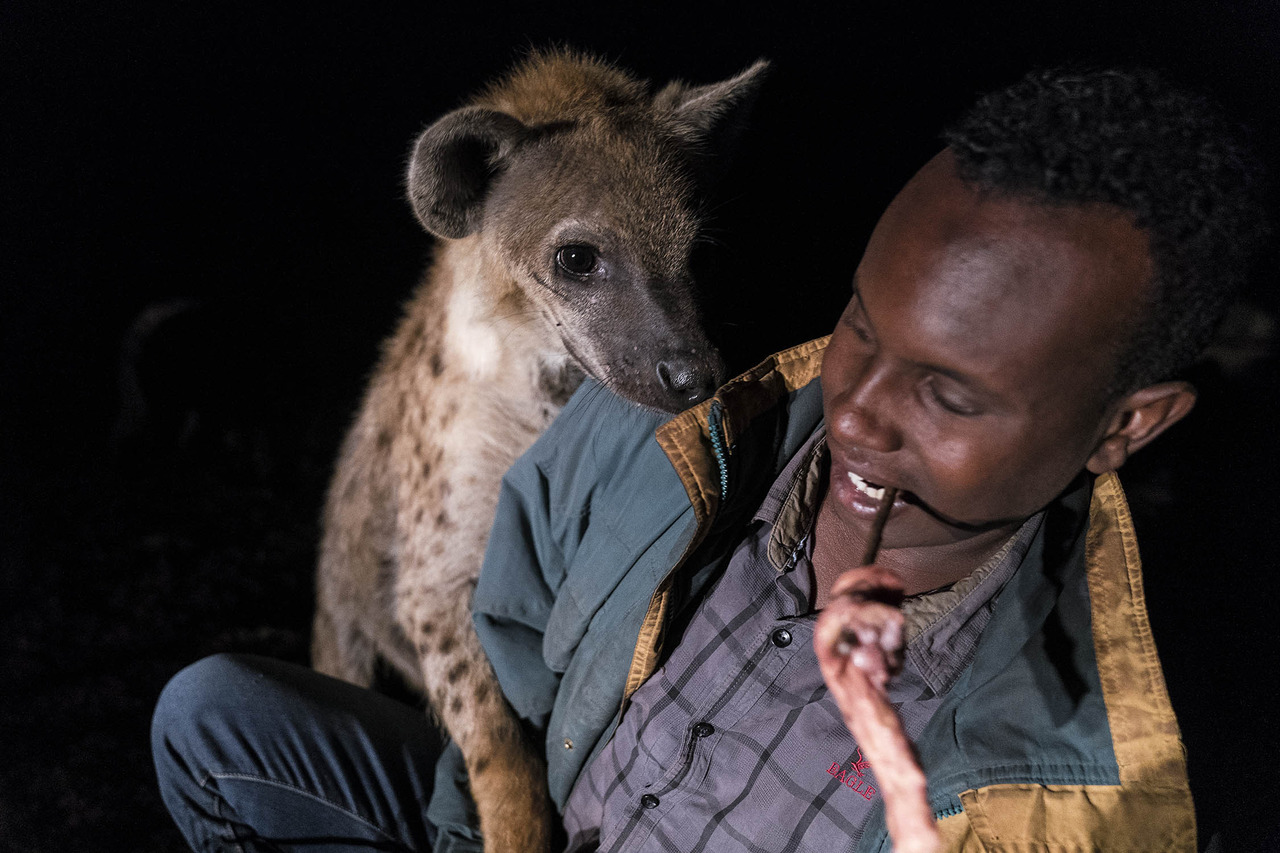 Feeding hyenas in Harar - an unforgettable encounter